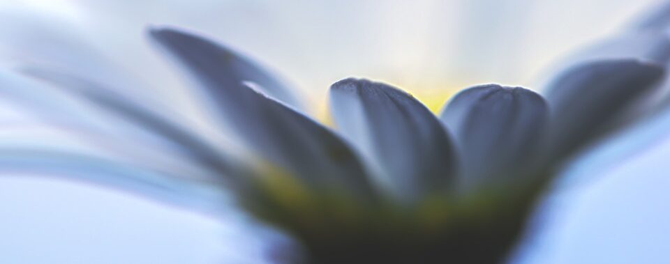 Nahaufnahme einer Gänseblümchenblüte mit Weichzeichner, deren Blütenblätter und sanftes Tageslicht eine verträumte, verschwommene Atmosphäre erzeugen.