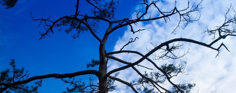 Kahle Äste eines Baumes vor dem Hintergrund eines blauen Himmels mit weißen Wolken.