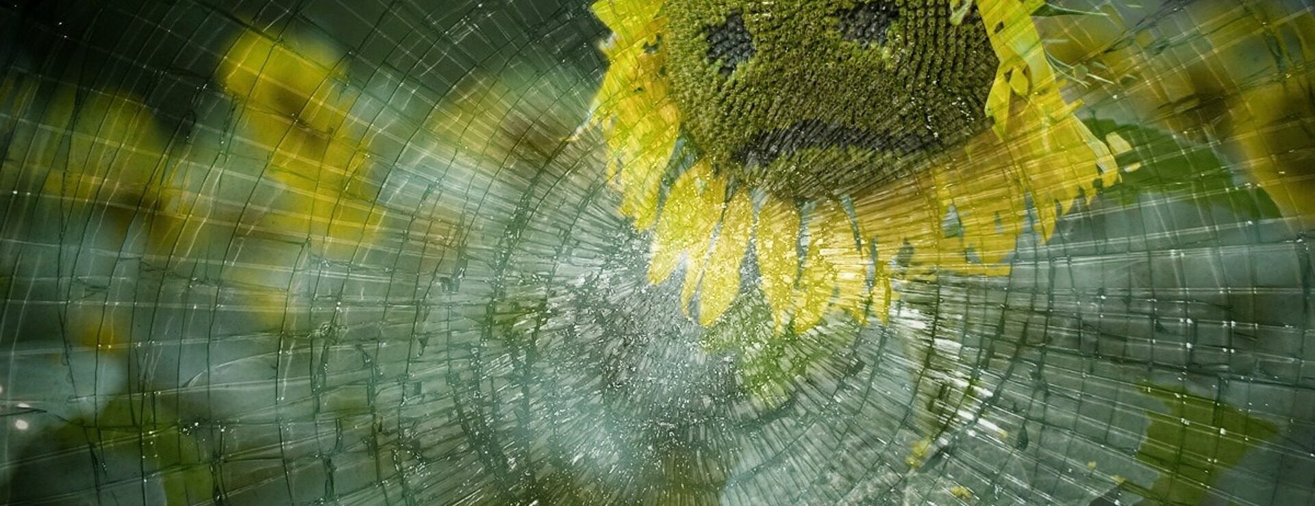 Eine Sonnenblume mit einem traurigen Gesicht, gesehen durch ein zerbrochenes Glas.