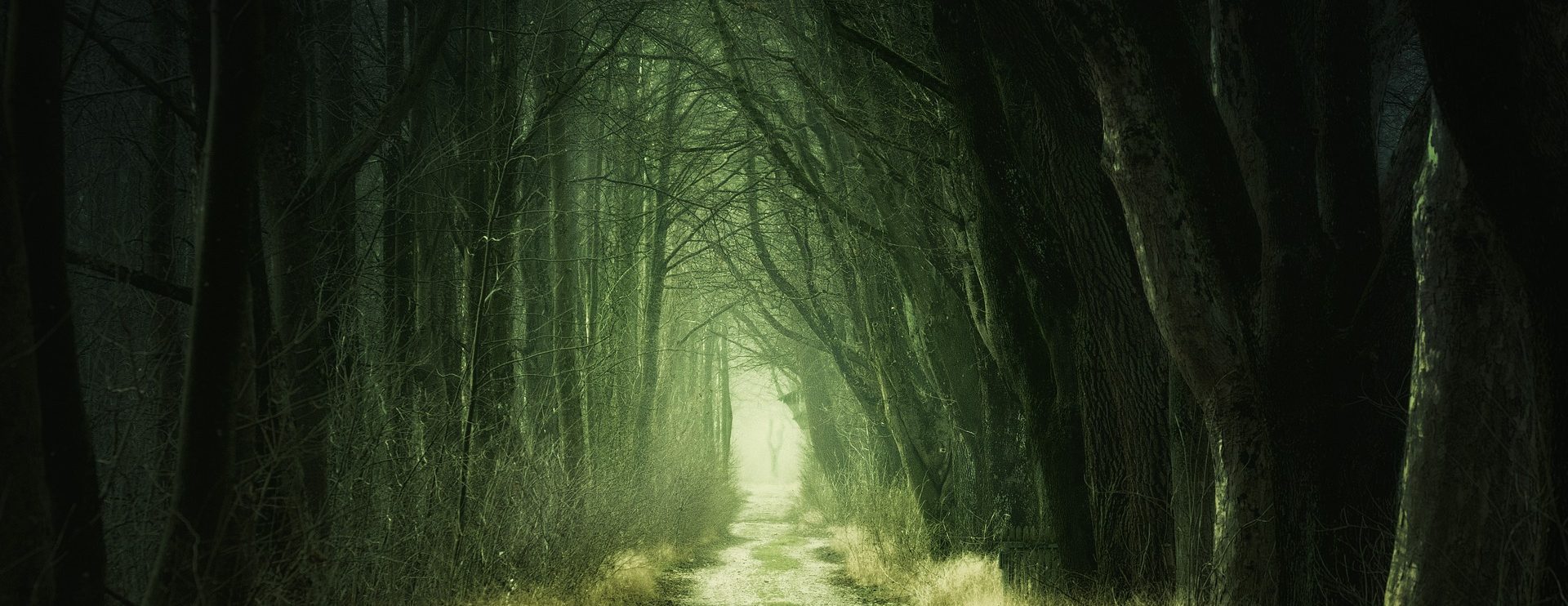 Ein schmaler, schwach grünlich beleuchteter Pfad durch einen dichten, schattigen Wald mit kahlen Ästen, die sich über ihm wölben.