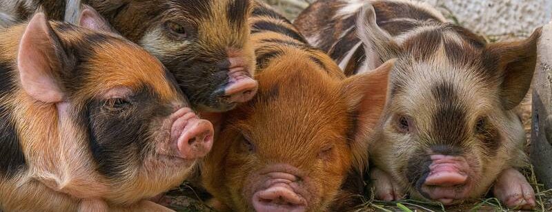 Vier aneinander gekuschelte Ferkel mit verschiedenen bunten Flecken im Fell liegend auf dem Boden.
