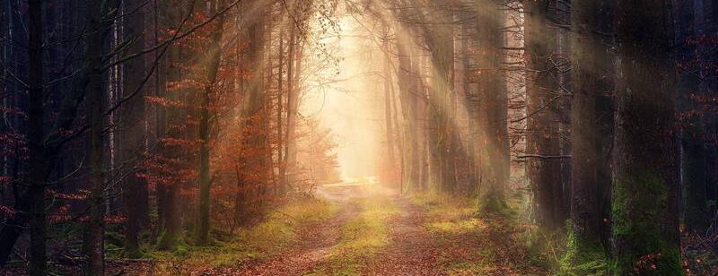 Sonnenlicht fällt durch hohe Bäume auf einen Waldweg mit Herbstlaub und schafft eine heitere, goldene Atmosphäre.
